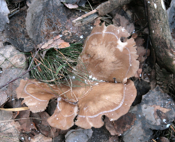 strmuľka inovaťová Clitocybe nebularis (Batsch) P. Kumm.