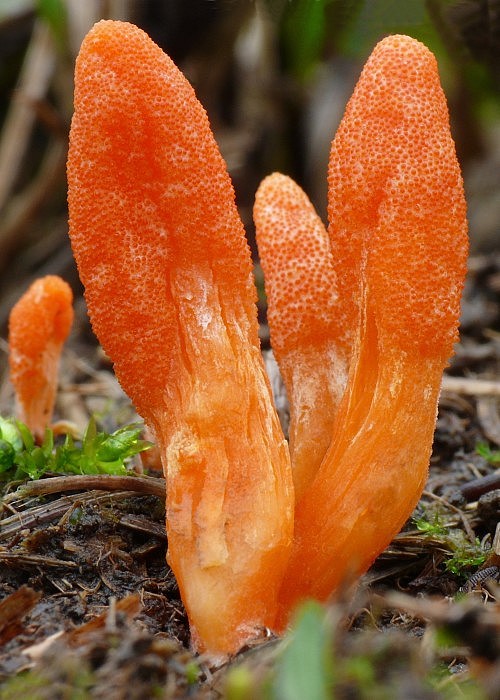 žezlovka hmyzová Cordyceps militaris (Fr.) Link