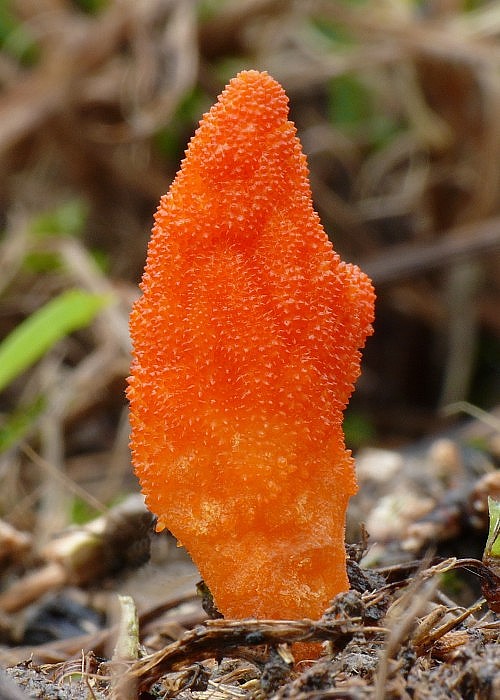 žezlovka hmyzová Cordyceps militaris (Fr.) Link