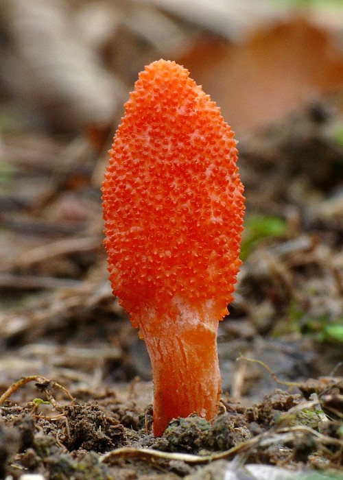 žezlovka hmyzová Cordyceps militaris (Fr.) Link