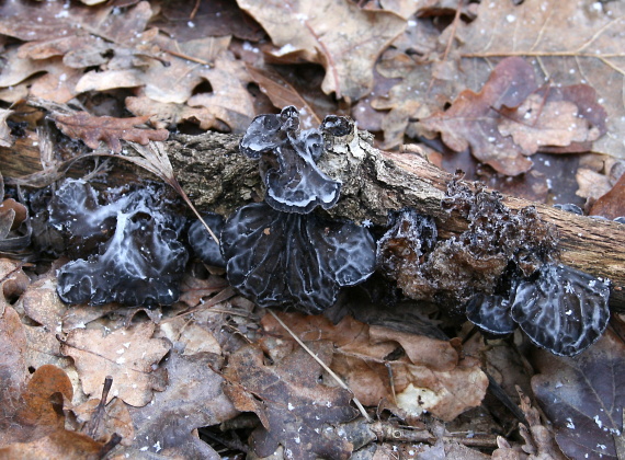 tmavorôsolovec mušľovitý Exidia truncata Fr.