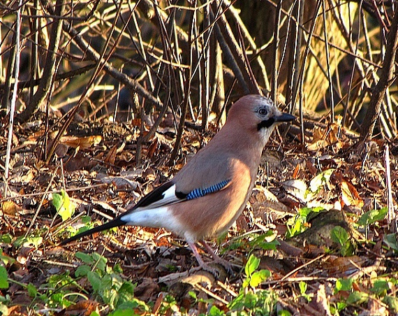 sojka škriekavá-sojka obecná Garrulus glandarius