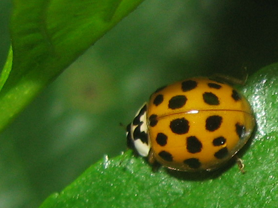 lienka východná Harmonia axyridis var. succinea