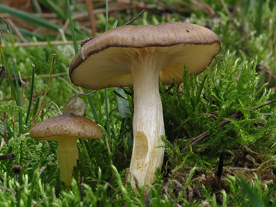 šťavnačka mrazová  Hygrophorus hypothejus  (Fr.) Fr.