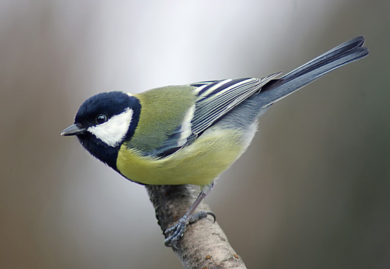 sýkorka bielolíca -sýkorka koňadra Parus major