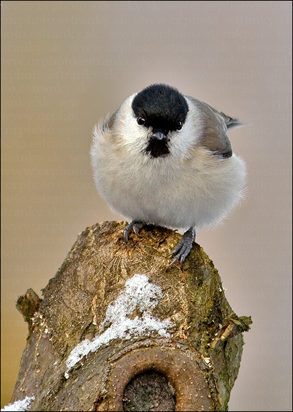 sýkorka čiernohlavá Parus montanus