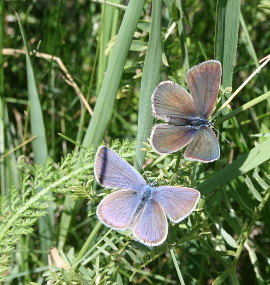 modráčik obyčajný Plebejus idas  L.