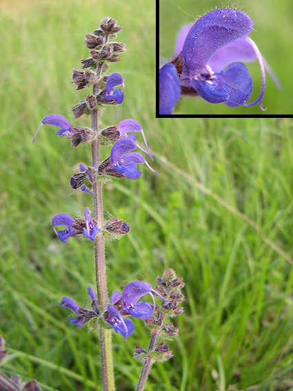 šalvia lúčna Salvia pratensis L.