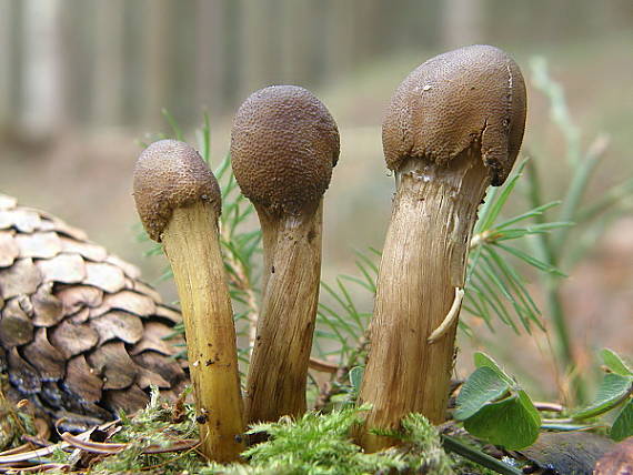 žezlovka hlavičkatá Tolypocladium capitatum (Holmsk.) Quandt, Kepler & Spatafora