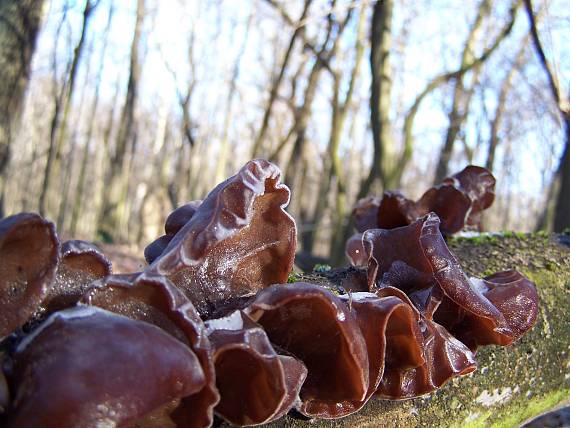 uchovec bazový Auricularia auricula-judae (Bull.) Quél.