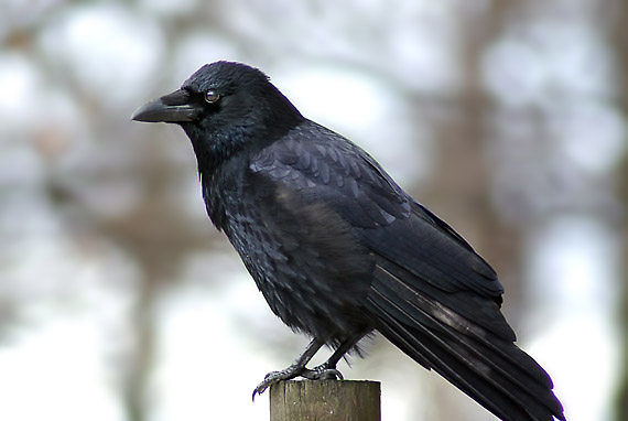 vrana obyčajná - vrána obecná Corvus corone