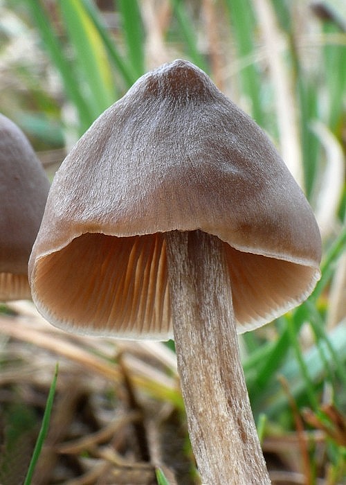 hodvábnica Entoloma sp.