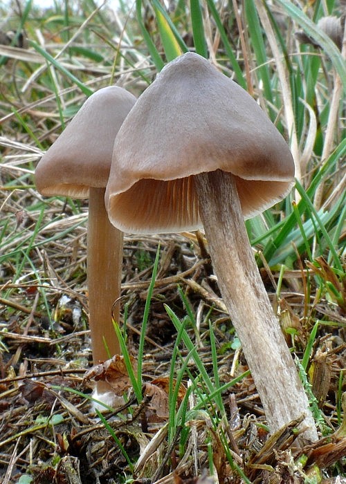 hodvábnica Entoloma sp.