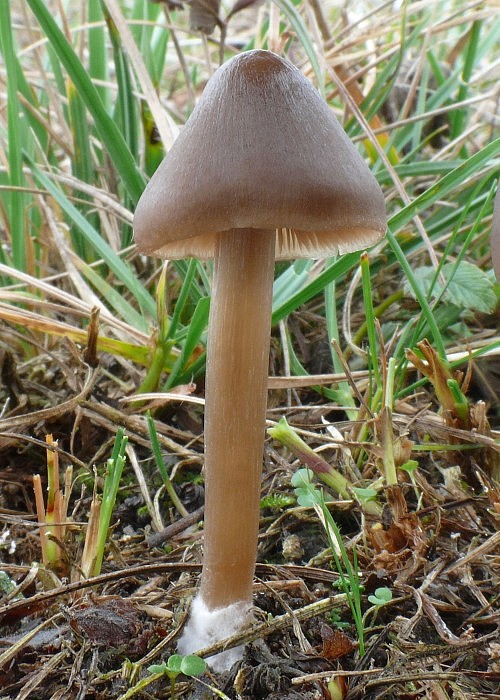 hodvábnica Entoloma sp.