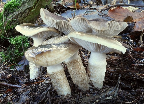 šťavnačka hnedobiela Hygrophorus latitabundus Britzelm.