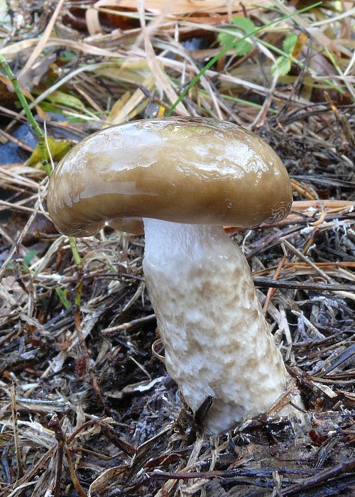 šťavnačka hnedobiela Hygrophorus latitabundus Britzelm.