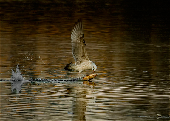 čajka striebristá 	 Larus argentatus