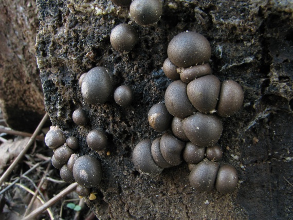 vlčinka červená Lycogala epidendrum (J.C. Buxb. ex L.) Fr.