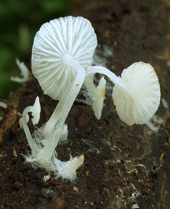 tancuľka Marasmiellus sp.