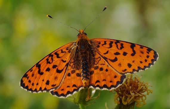 hnedáčik pyštekový Melitaea didyma