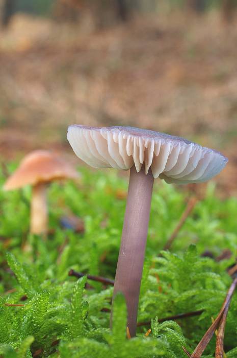 prilbička reďkovková Mycena pura (Pers.) P. Kumm.