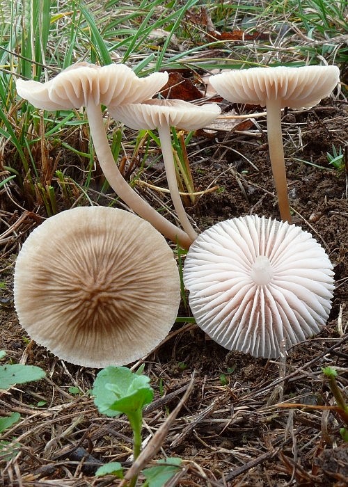 prilbička Mycena sp.