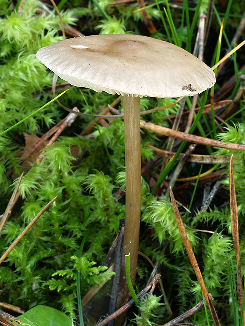 prilbička Mycena sp.