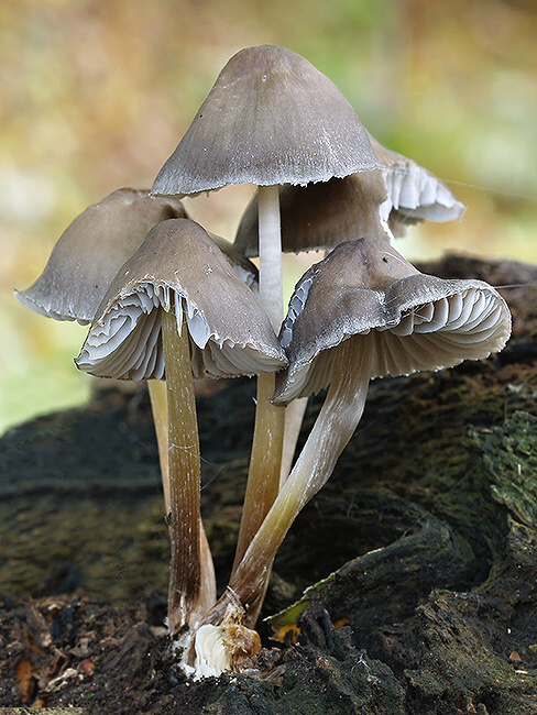 prilbička Mycena sp.