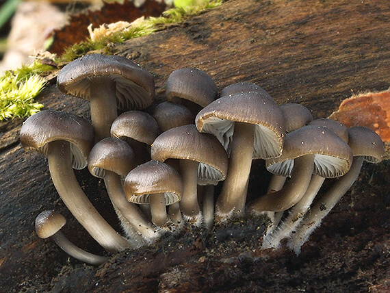 prilbička hnedosivá Mycena tintinnabulum (Paulet) Quél.