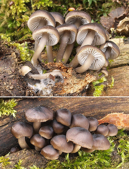 prilbička hnedosivá Mycena tintinnabulum (Paulet) Quél.