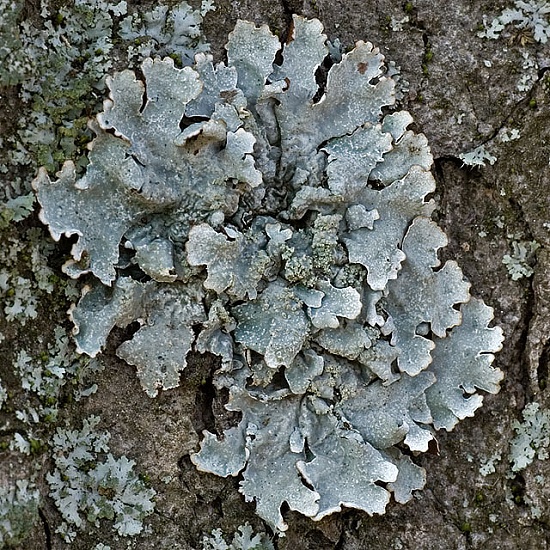 diskovka ryhovaná Parmelia sulcata