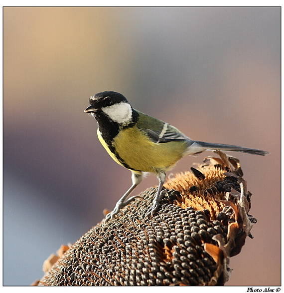 Sýkora koňadra  Parus major