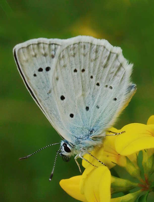 modráčik hnedoškvrnný Polyommatus daphnis