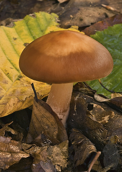 Úlovok Rhodocollybia sp.