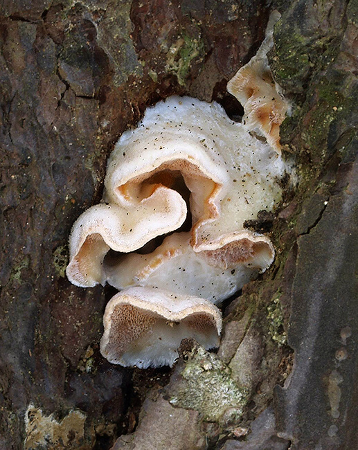 kostrovka beztvará Skeletocutis amorpha (Fr.) Kotl. & Pouzar