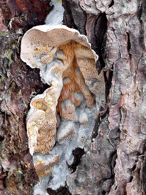 kostrovka beztvárna Skeletocutis amorpha (Fr.) Kotl. & Pouzar