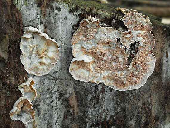 kostrovka beztvará Skeletocutis amorpha (Fr.) Kotl. & Pouzar