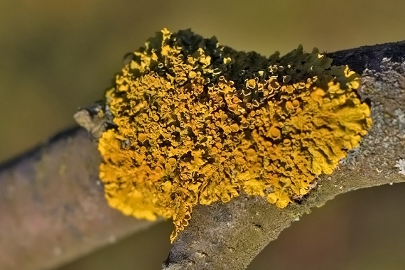 diskovník múrový Xanthoria parietina var. parietina