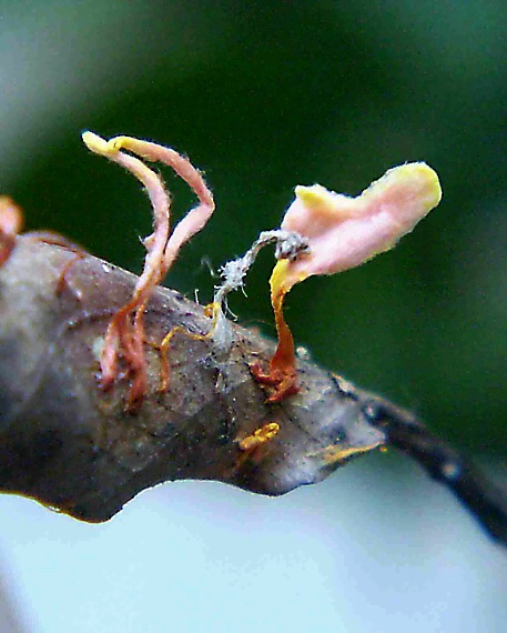 anthina ohnivá  Anthina flammea Fr.