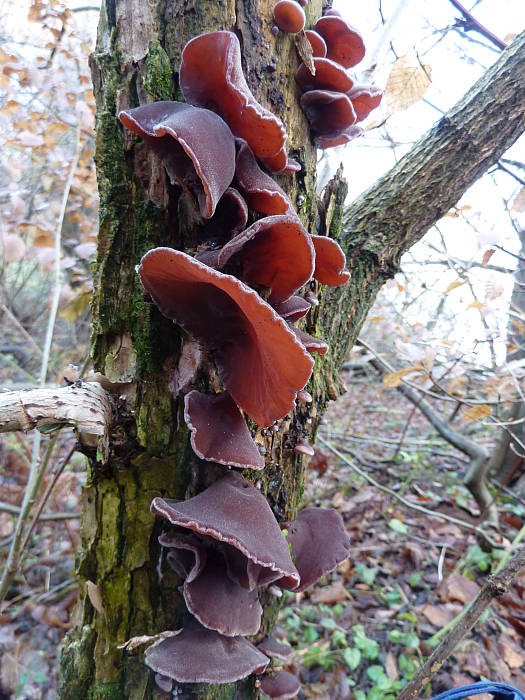 uchovec bazový Auricularia auricula-judae (Bull.) Quél.