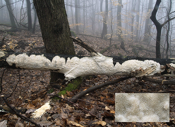 pakôrovec kožovitý Byssomerulius corium (Pers.) Ginns