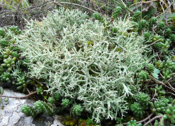 dutohlávka rozkonárená Cladonia rangiformis Hoffm.