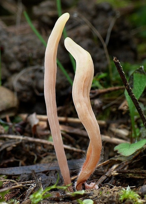 kyjačik Clavaria sp.