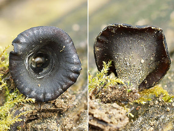 čiaškovec hladký Cyathus olla (Batsch) Pers.