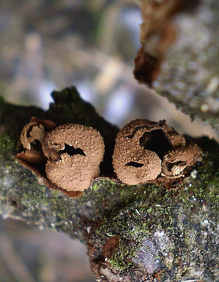 dutinovka otrubnatá Encoelia furfuracea (Roth) P. Karst.