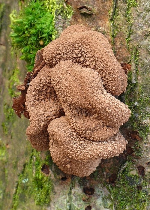 dutinovka otrubnatá Encoelia furfuracea (Roth) P. Karst.