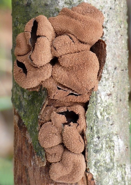 dutinovka otrubnatá Encoelia furfuracea (Roth) P. Karst.