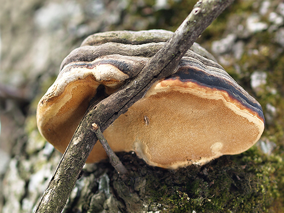 práchnovček pásikavý Fomitopsis pinicola (Sw.) P. Karst.