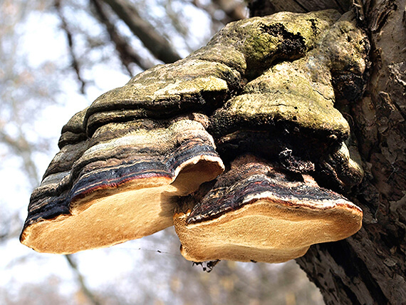 práchnovček pásikavý Fomitopsis pinicola (Sw.) P. Karst.