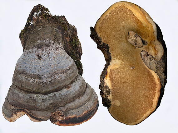 práchnovček pásikavý Fomitopsis pinicola (Sw.) P. Karst.